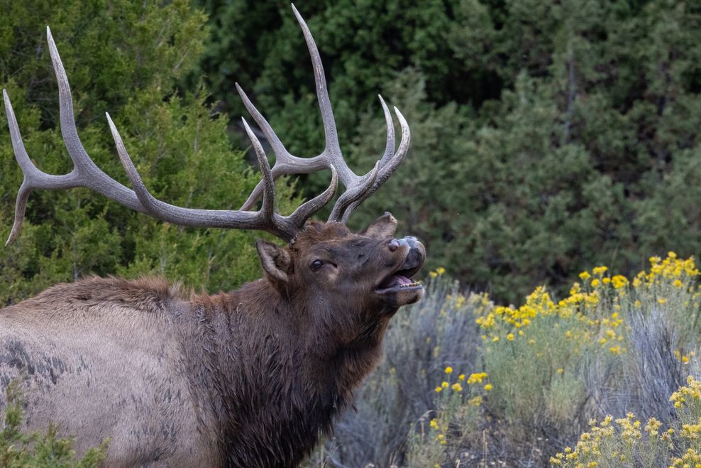 Caindris/Shutterstock