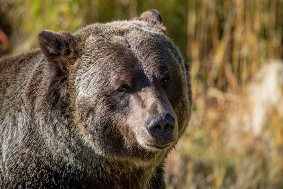 CharlesLaumet/Shutterstock