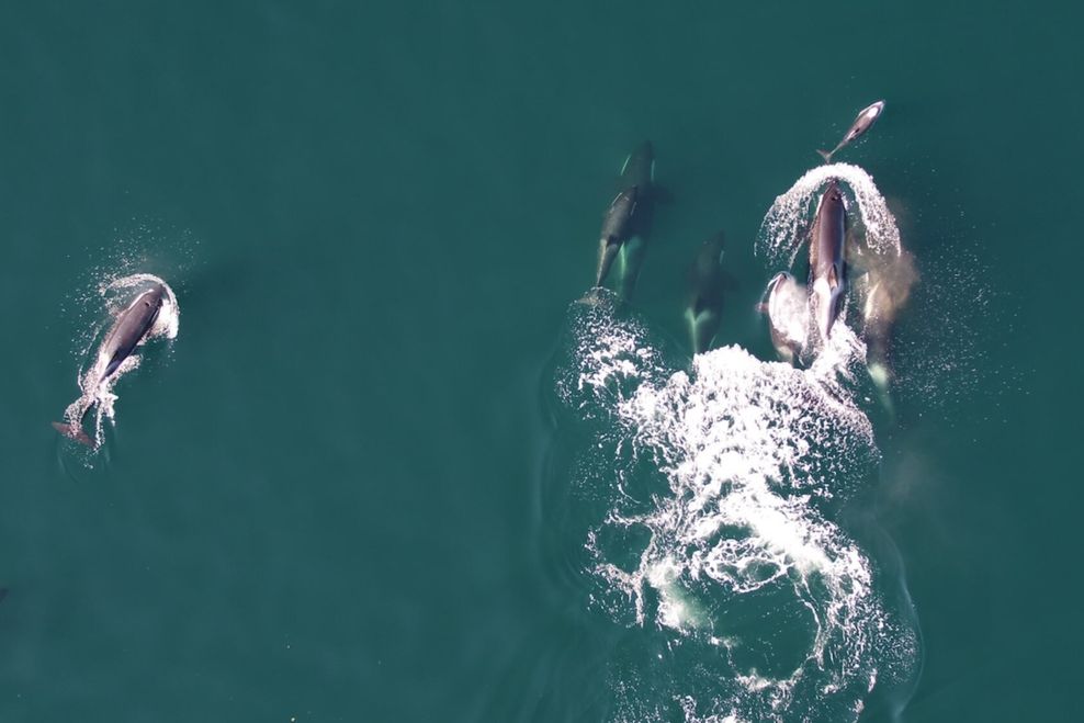 University of British Columbia (A.Trites), Dalhousie University (S. Fortune), Hakai Institute (K. Holmes), Leibniz Institute for Zoo and Wildlife Research (X. Cheng)