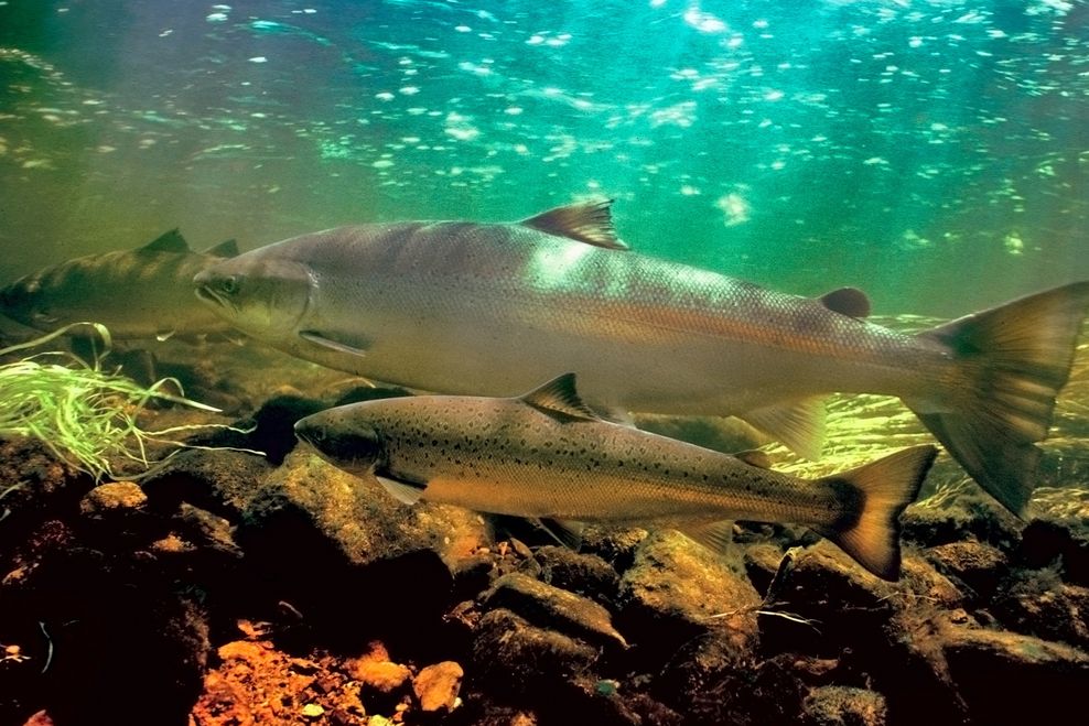 How artificial turf fields in Metro Vancouver might be responsible for killing salmon