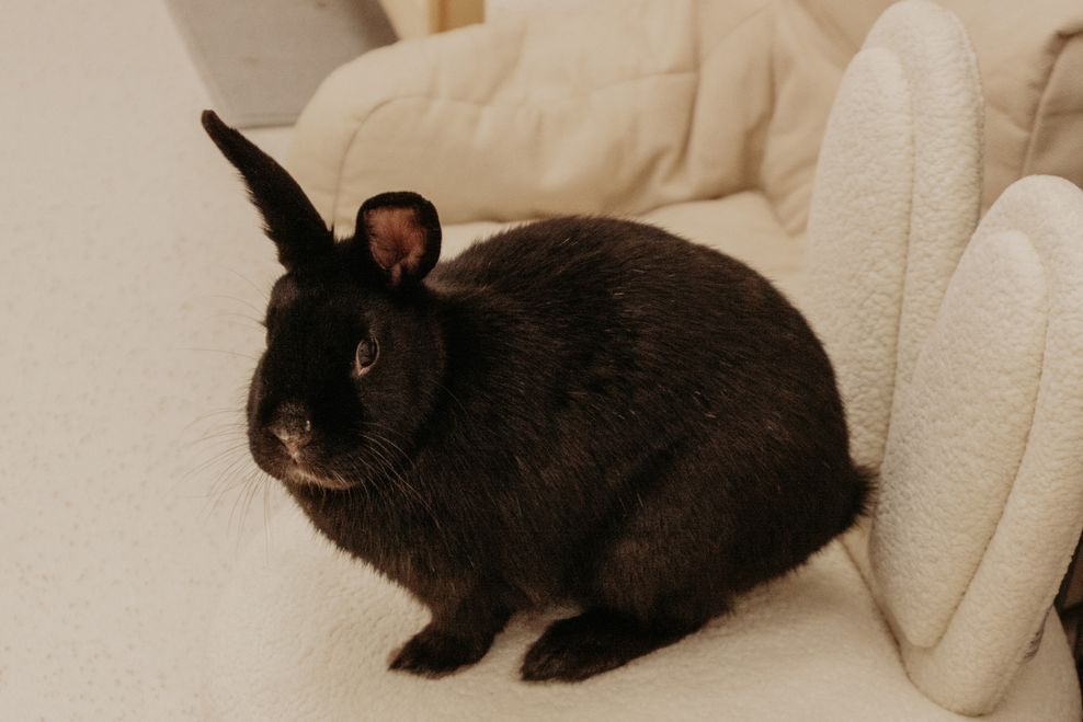 @hopeformore_byoctavia/Cozy Carrots