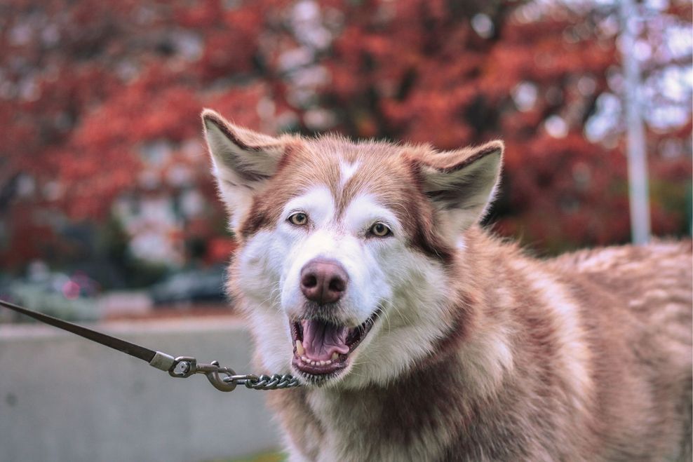 Jedentan/Shutterstock