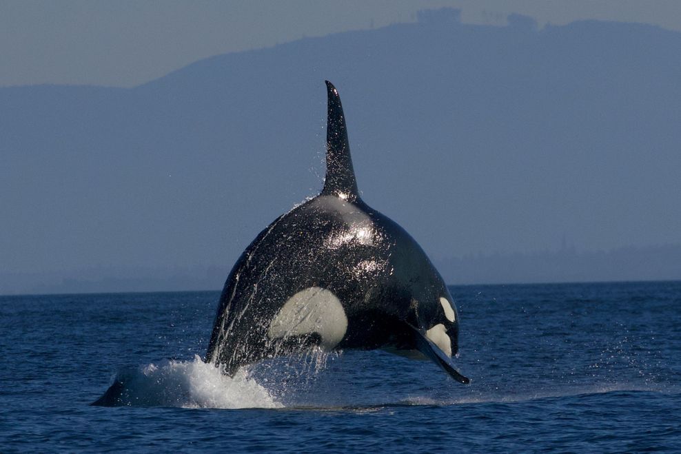 'With heavy heart': One of B.C.'s oldest whale watching companies is closing for good