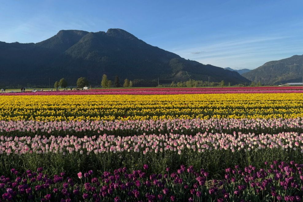 Harrison Tulip Festival