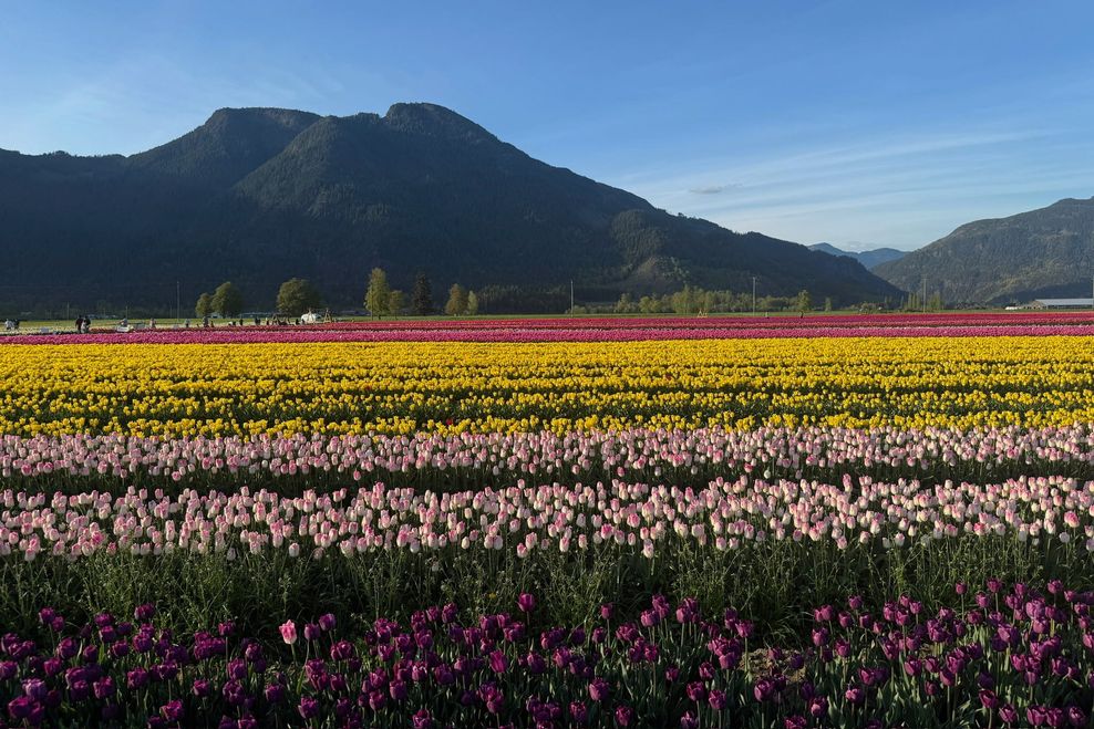 Harrison Tulip Festival