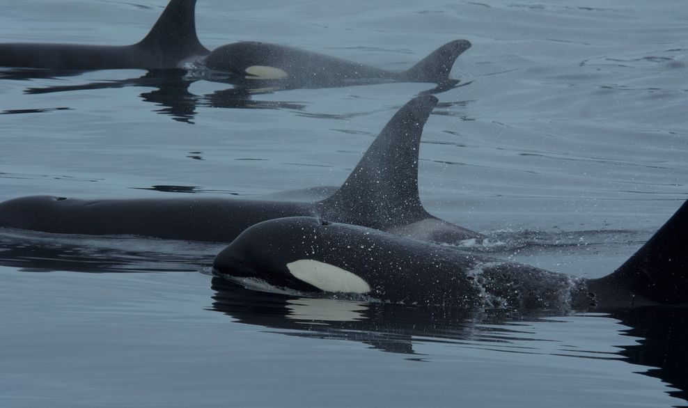 b.c. orcas