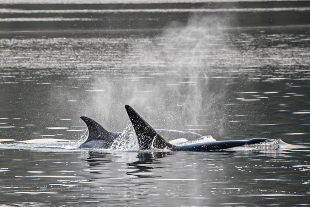 Tracey Thomas Photography