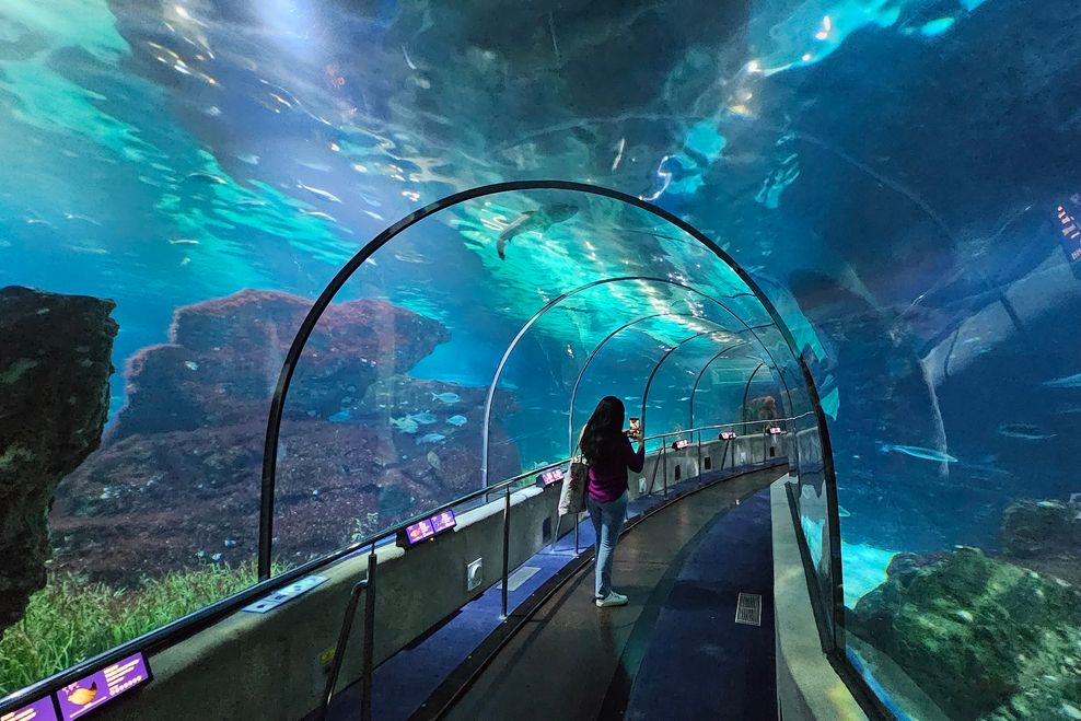 Example of a walk-through, glass-enclosed, underwater tunnel at Aquarium Barcelona. (Kenneth Chan)