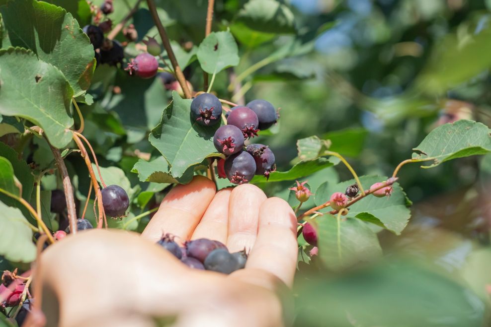 Irina999petrova/Shutterstock