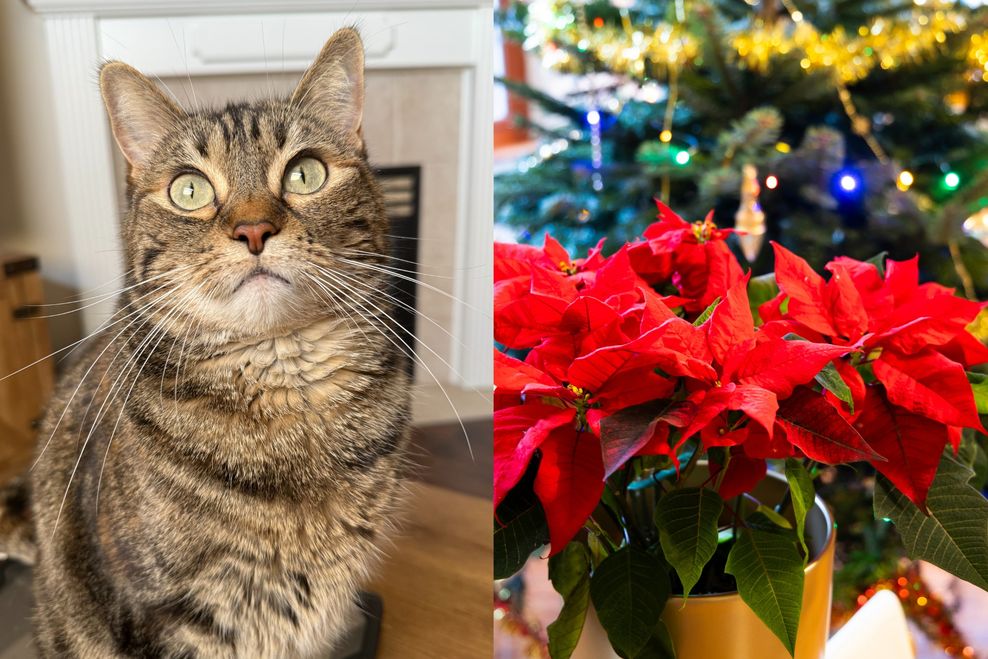 Laine Mitchell/Daily Hive | Richard Semik/Shutterstock