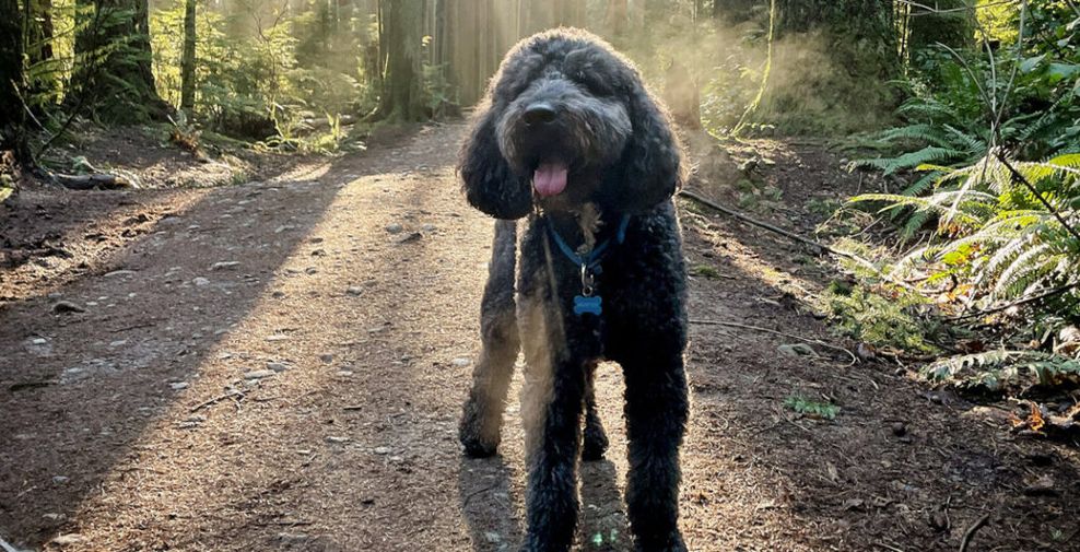 Pacific Spirit Park leash changes