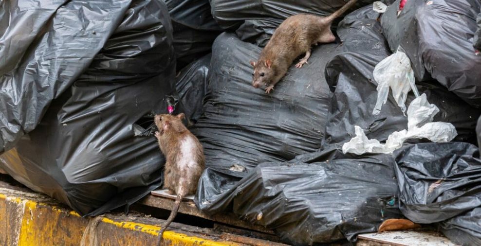 rattiest cities in canada