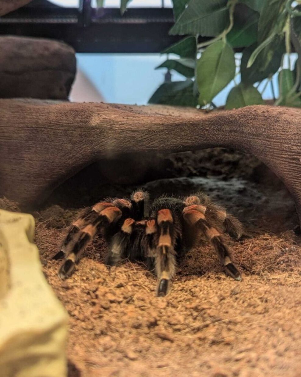 Science World spider