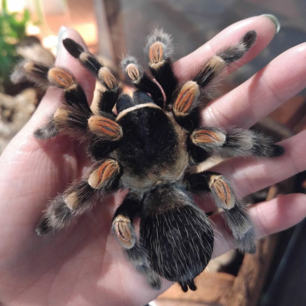 Science World spider