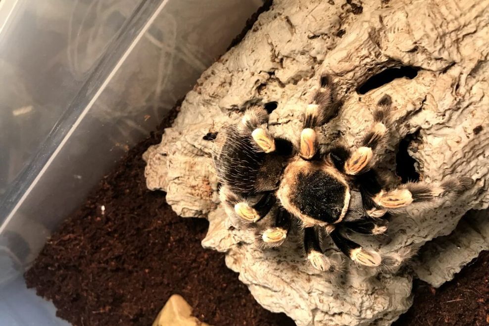 Science World spider