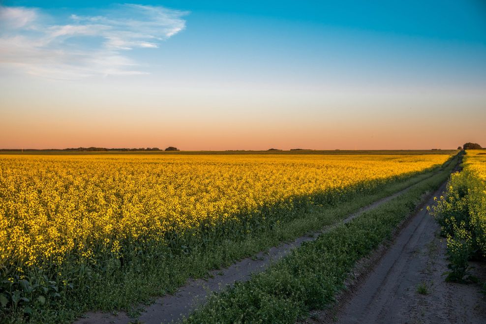 Canola fields/Shtterstock