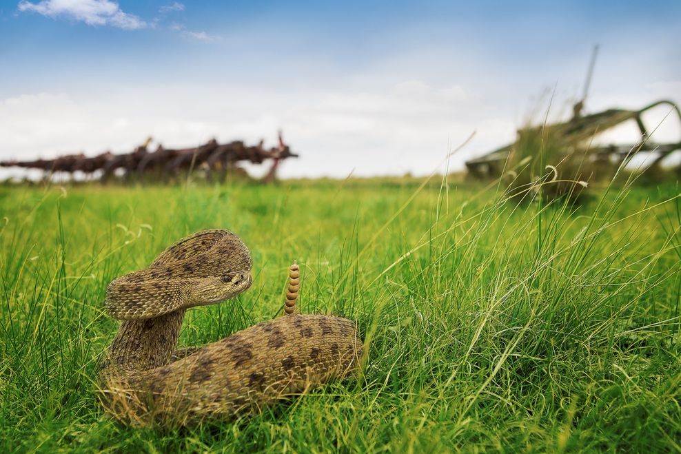 Nicholas Taffs/Shutterstock