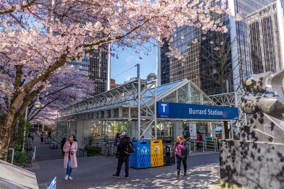Blossoming trees at SkyTrain's Burrard Station. (Shawn.ccf/Shutterstock)