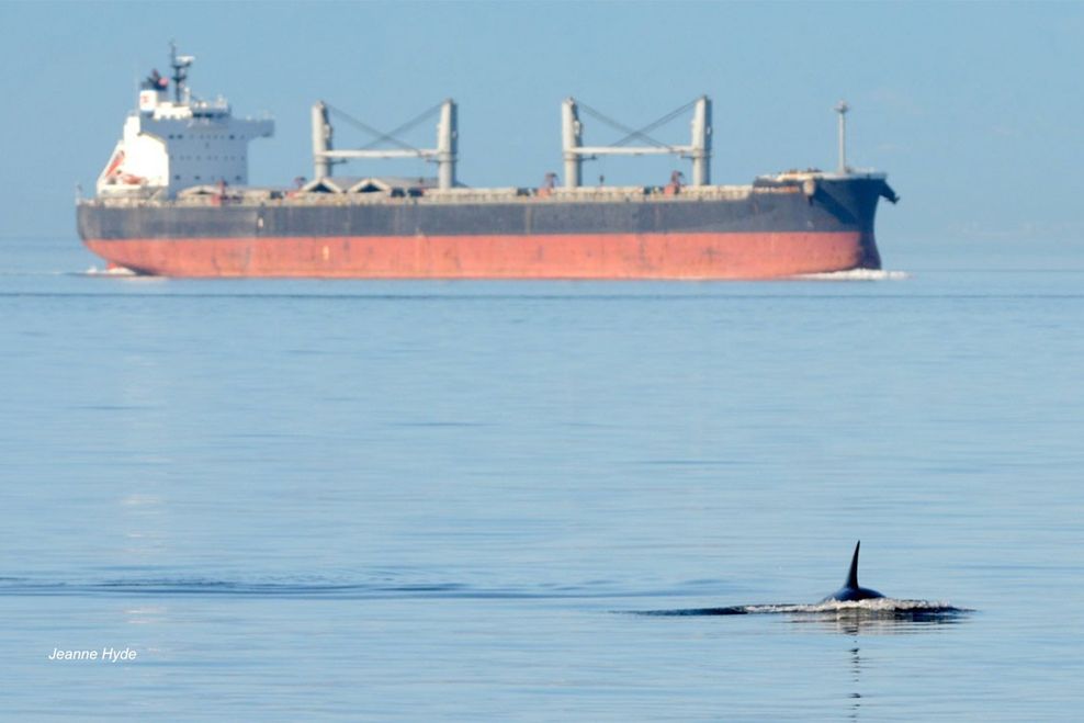 Why ships are slowing down off B.C.'s south coast this month