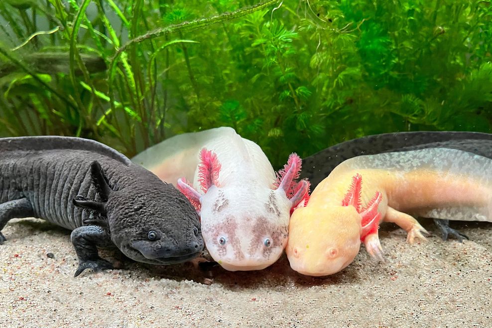 Amazing Axolotls! (Vancouver Aquarium)