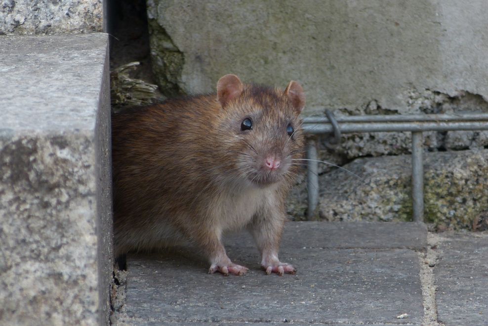 lberlik/Shutterstock